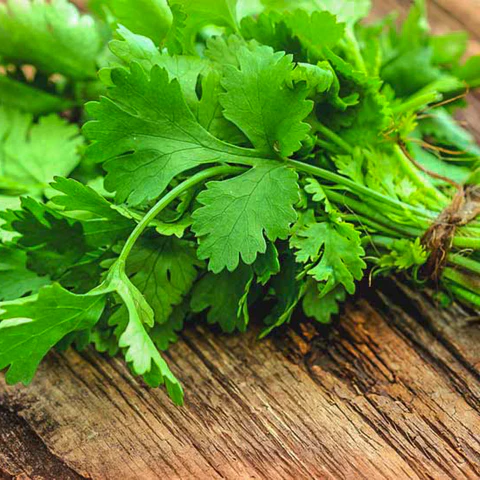 Coriander