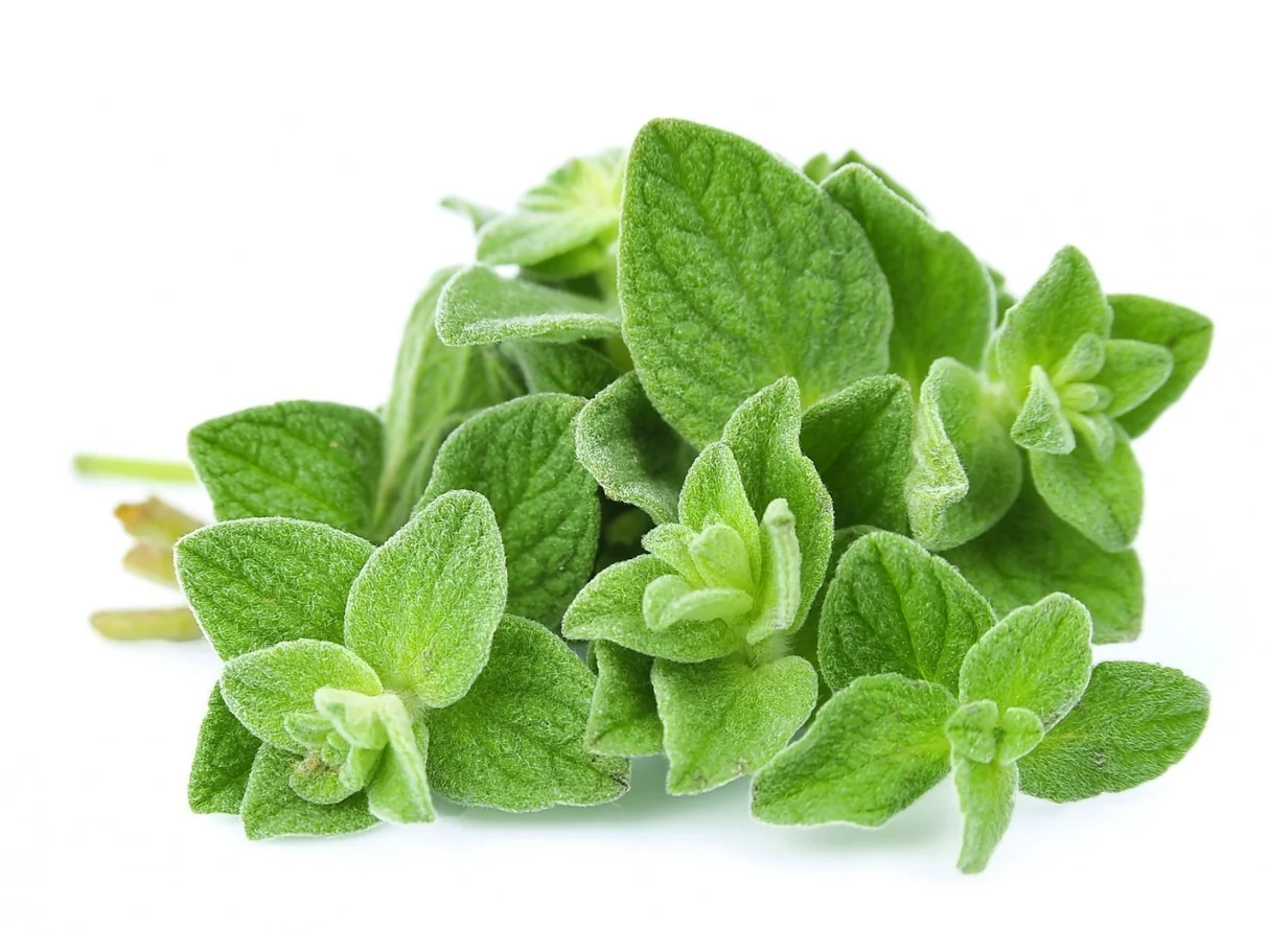 Oregano