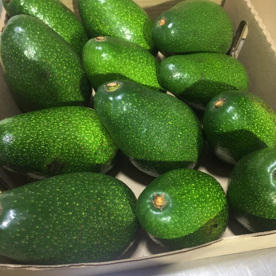 Avocado (Jumbo)