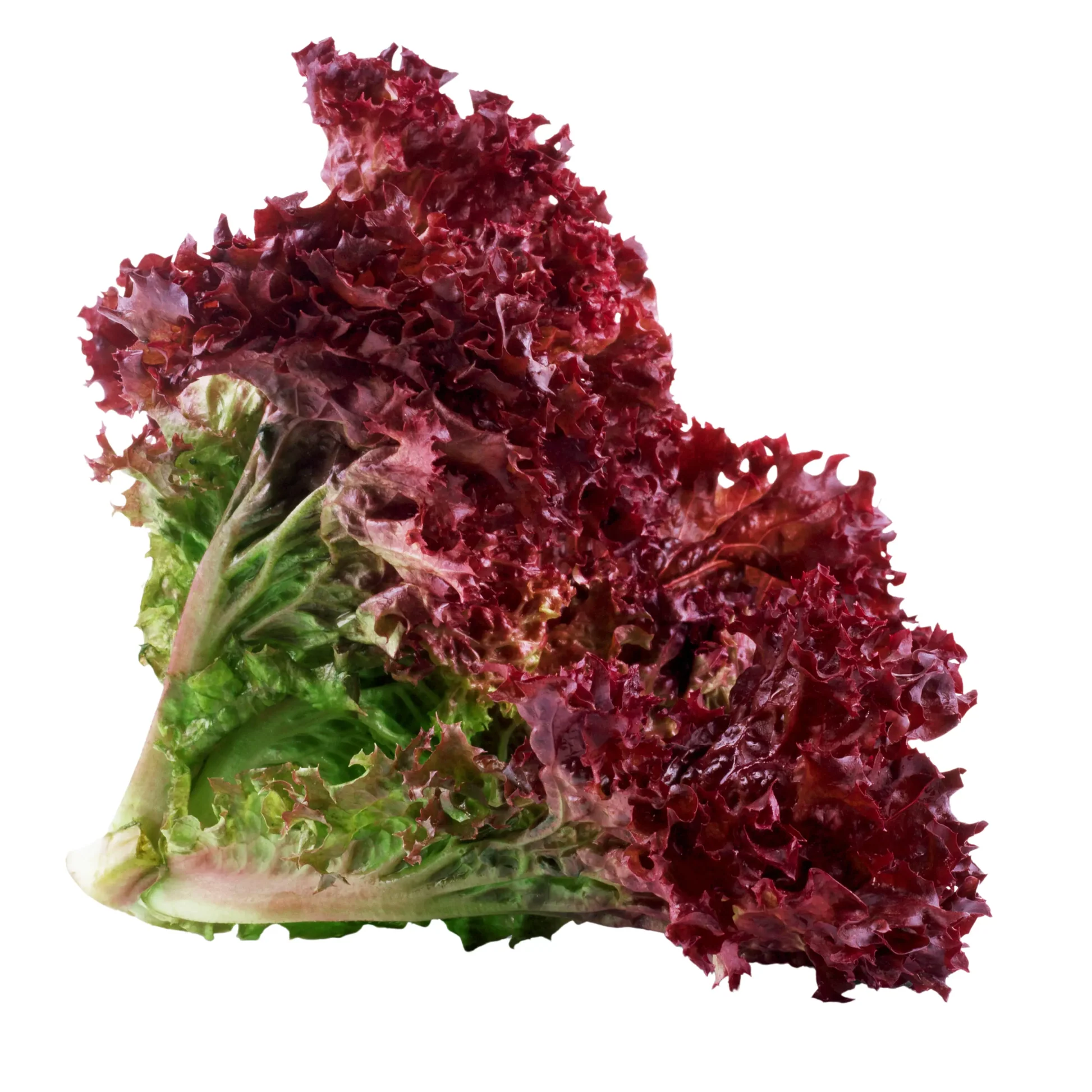 Lollo Rossa Lettuce