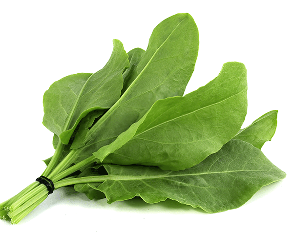 Sorrel
