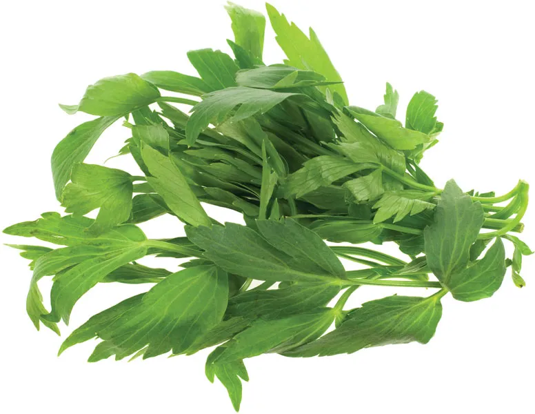 Lovage