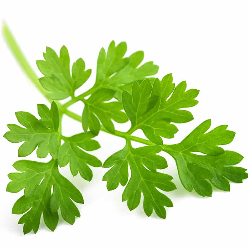 Chervil